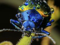 Metallic leaf beetle with rain droplets, Minas Gerais, Brazil. South-east Atlantic forest-Joao Burini-Photographic Print