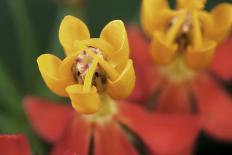 Milkweed, Intervales State Park, Sao Paulo, Atlantic Forest South-East Reserves, Brazil-Joao Burini-Photographic Print