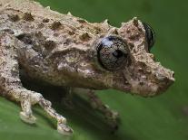 Tree frog (Scinax littoralis Tapirai, Sao Paulo, Brazil. South-east Atlantic forest-Joao Burini-Photographic Print