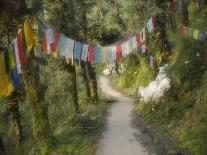 Path and Prayer Flags, Mcleod Ganj, Dharamsala, Himachal Pradesh State, India-Jochen Schlenker-Photographic Print