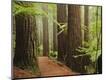 Photographic Print
