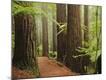 Photographic Print