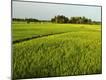 Premium Photographic Print