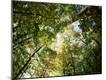 Premium Photographic Print