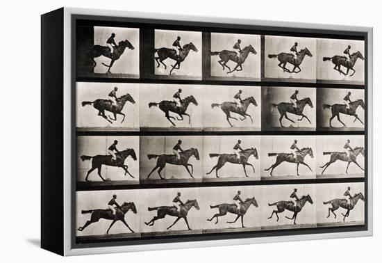 Jockey on a Galloping Horse, Plate 627 from "Animal Locomotion," 1887-Eadweard Muybridge-Framed Premier Image Canvas