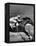 Jockey Willie Shoemaker Racing "Our John William"-Michael Rougier-Framed Premier Image Canvas