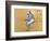 Jockeys-Edgar Degas-Framed Giclee Print