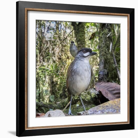 Jocotoco antpitta (Grallaria ridgelyi)  Tapichalaca Biological Reserve, Ecuador-Doug Wechsler-Framed Photographic Print