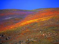 In the Yorkshire Dales-Jody Miller-Photographic Print