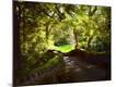 Photographic Print