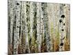 Premium Photographic Print