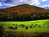 Vermont Cows-Jody Miller-Photographic Print