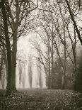 Trees in Fog VI-Jody Stuart-Photographic Print