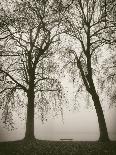 Trees in Fog VII-Jody Stuart-Photographic Print