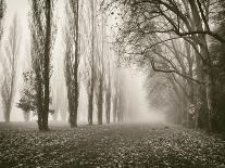 Trees in Fog VI-Jody Stuart-Framed Photographic Print