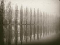 Trees in Fog VI-Jody Stuart-Photographic Print