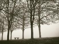 Trees in Fog III-Jody Stuart-Photographic Print