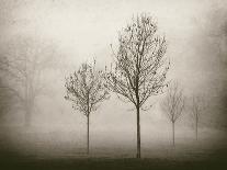 Trees in Fog V-Jody Stuart-Photographic Print