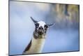 Premium Photographic Print
