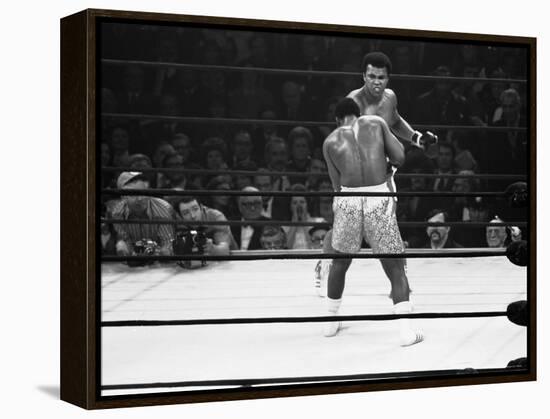 Joe Frazier Vs. Mohammed Ali at Madison Square Garden-John Shearer-Framed Premier Image Canvas