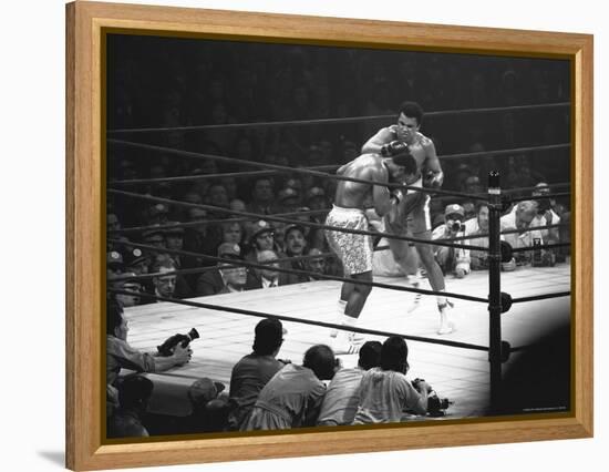 Joe Frazier Vs. Mohammed Ali at Madison Square Garden-John Shearer-Framed Premier Image Canvas