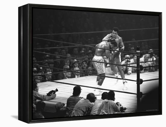 Joe Frazier Vs. Mohammed Ali at Madison Square Garden-John Shearer-Framed Premier Image Canvas