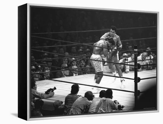 Joe Frazier Vs. Mohammed Ali at Madison Square Garden-John Shearer-Framed Premier Image Canvas