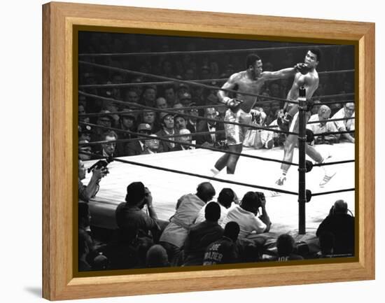 Joe Frazier Vs. Mohammed Ali at Madison Square Garden-John Shearer-Framed Premier Image Canvas