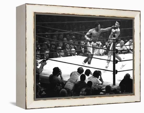 Joe Frazier Vs. Mohammed Ali at Madison Square Garden-John Shearer-Framed Premier Image Canvas