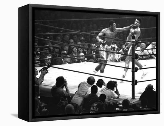 Joe Frazier Vs. Mohammed Ali at Madison Square Garden-John Shearer-Framed Premier Image Canvas