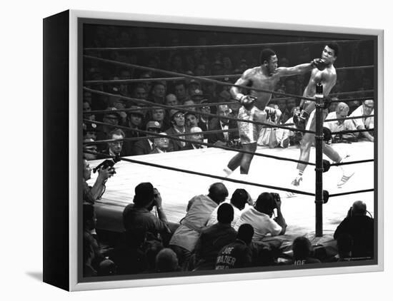 Joe Frazier Vs. Mohammed Ali at Madison Square Garden-John Shearer-Framed Premier Image Canvas