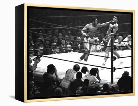 Joe Frazier Vs. Mohammed Ali at Madison Square Garden-John Shearer-Framed Premier Image Canvas