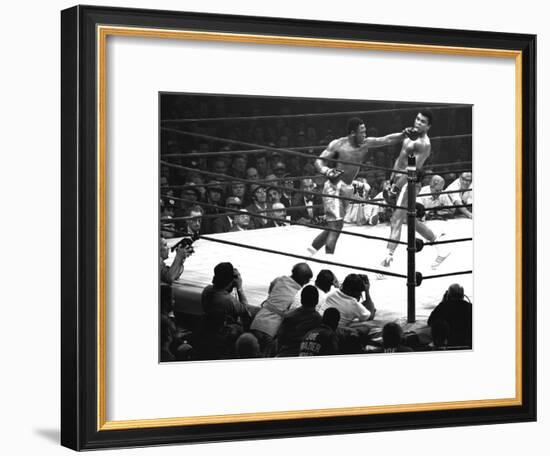 Joe Frazier Vs. Mohammed Ali at Madison Square Garden-John Shearer-Framed Premium Photographic Print