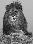 African Lion, Bozeman, Montana, USA-Joe & Mary Ann McDonald-Photographic Print
