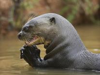 Giant River Otter, Pantanal, Brazil-Joe & Mary Ann McDonald-Photographic Print