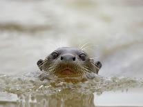 Giant River Otter, Pantanal, Brazil-Joe & Mary Ann McDonald-Photographic Print