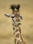 Masai Giraffe, Masai Mara Game Reserve, Kenya-Joe & Mary Ann McDonald-Photographic Print