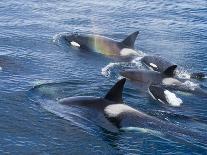 Orca, Frederick Sound, Alaska, USA-Joe & Mary Ann McDonald-Photographic Print