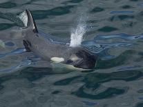 Orca, Frederick Sound, Alaska, USA-Joe & Mary Ann McDonald-Framed Photographic Print