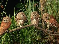 Eastern Screech Owl Fledglings-Joe McDonald-Photographic Print