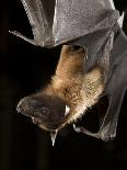 Giant Fruit Bat-Joe McDonald-Photographic Print