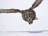 Great Gray Owl Hunting Over Snow-Joe McDonald-Photographic Print