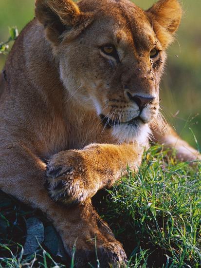 Photographic Print, , large