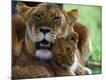 Premium Photographic Print