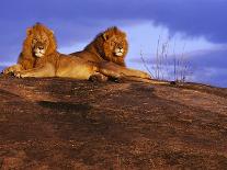 Pair of Male African Lions at Dawn-Joe McDonald-Photographic Print