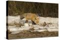 Stretched Canvas Print