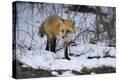 Stretched Canvas Print
