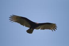 Turkey Vulture-Joe McDonald-Photographic Print