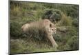 Premium Photographic Print