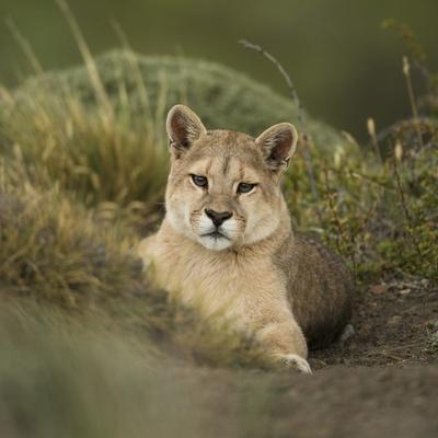 Puma chile on sale